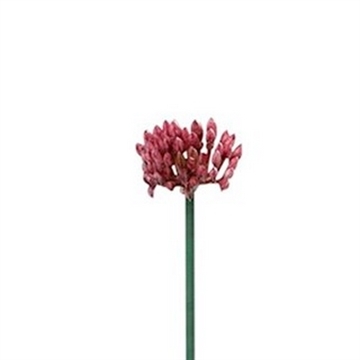 Berry vandfast Rosa